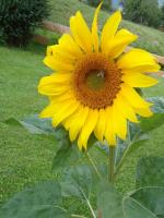 2013-08-singels-news-letter-sonnenblume.jpg